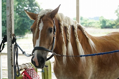 愛され乗馬をしよう。どうすれば馬に愛されるか考えよう