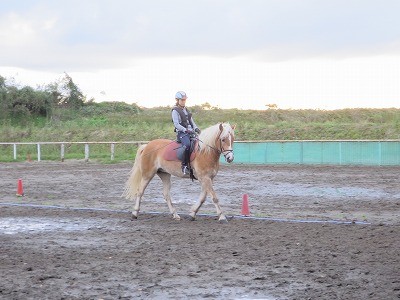 新しい乗馬の世界