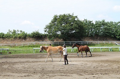 騎乗上達のためには調馬索レッスンを