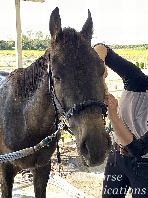 馬に好かれる乗馬