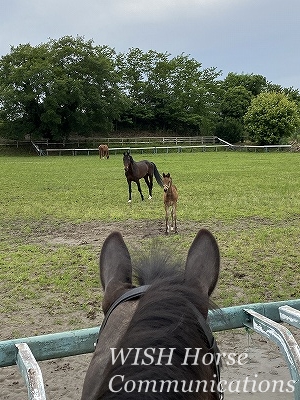 乗馬の父と子