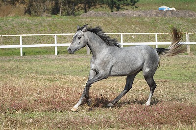 ウェルフェアを守られた美しい馬