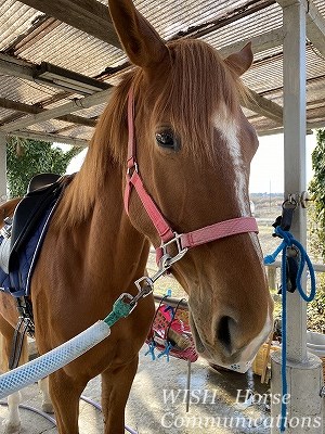 幸せの馬の瞳