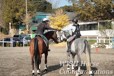 馬と楽しむ乗馬