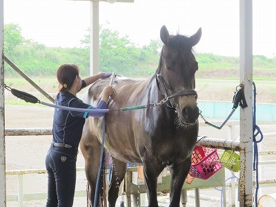 馬が気持ちいいときの顔