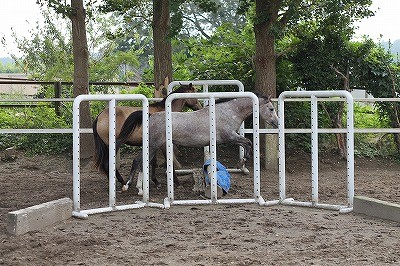 放牧中に自分で障害を飛んで遊ぶ馬スフレ
