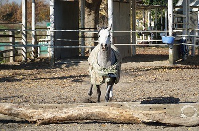 楽しい放牧