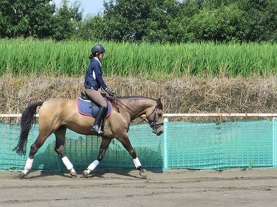 乗馬　トップラインの伸展