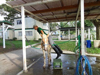 馬と遊ぶ馬と仲良しになる