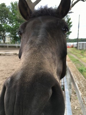 馬と仲良し
