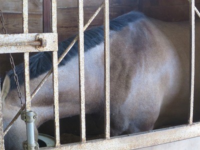 上手な馬の手入れ