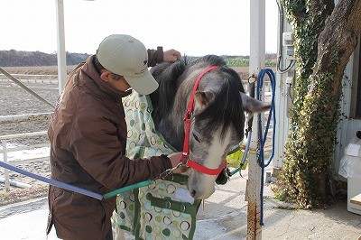 新しい馬着がきました