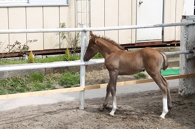 子馬の肢はこんなに長い