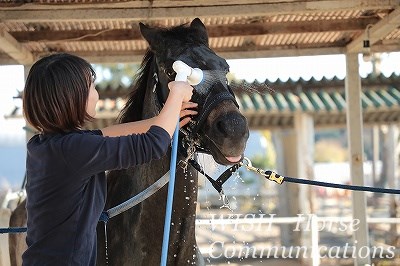 馬の顔を洗う