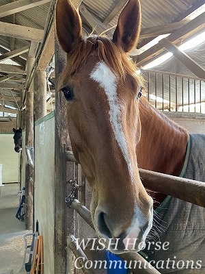 大切にされている乗馬