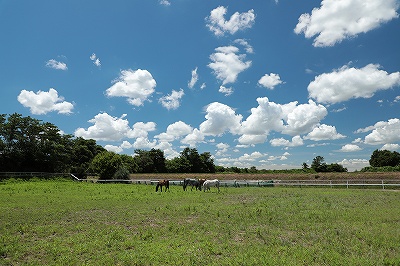 馬達ののんびり風景