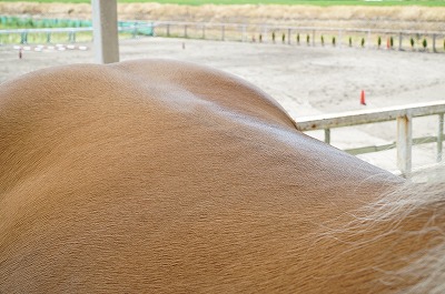 一ヶ月後、背筋がついて背骨が見えなくなり背中がフラットに