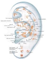 Oreja con algunos puntos de Auriculoterapia o auriculopuntura