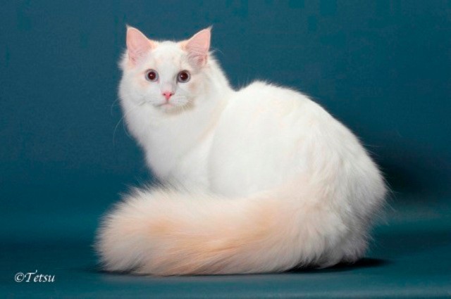 cfa ragdoll
