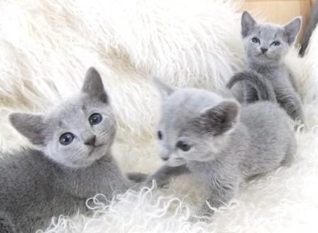 ラグドール ロシアンブルー 子猫情報 Fieldmoon Cattery ラグドール ロシアンブルー 子猫情報 Fieldmoon Cattery