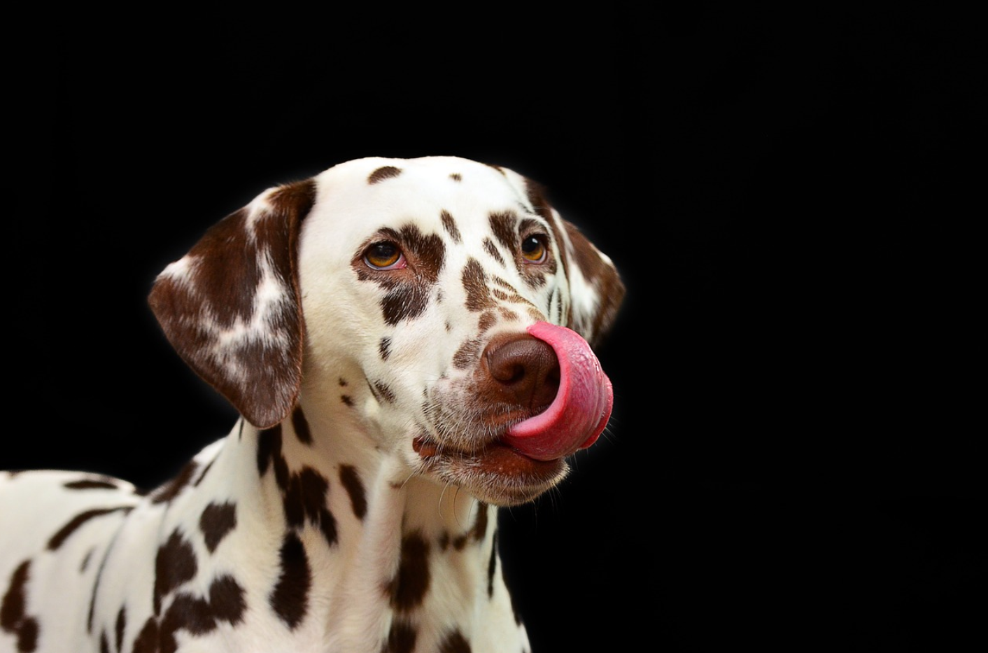 hund isst kot