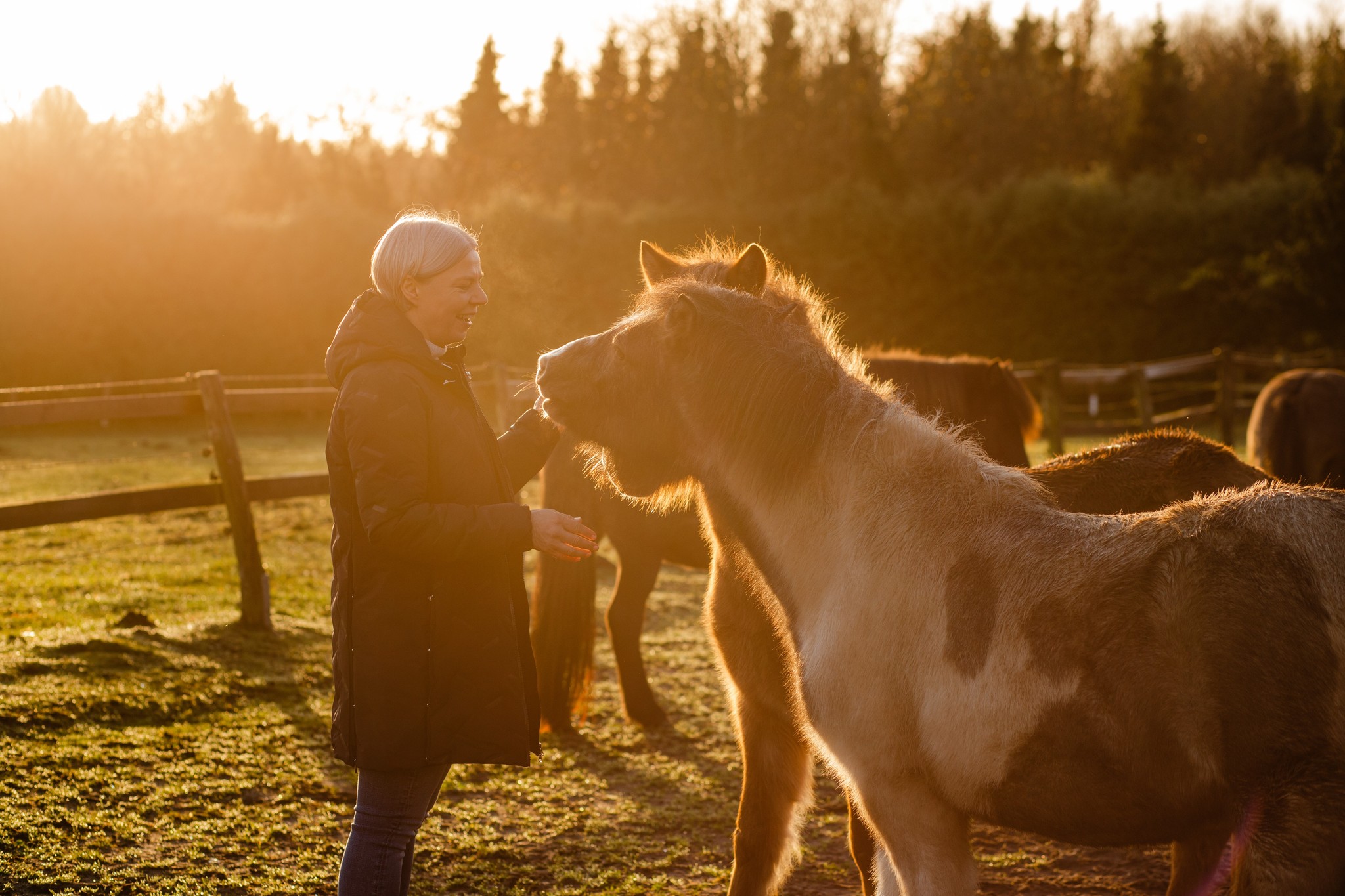 Ausbildung Horse Assisted Coach Hamburg 