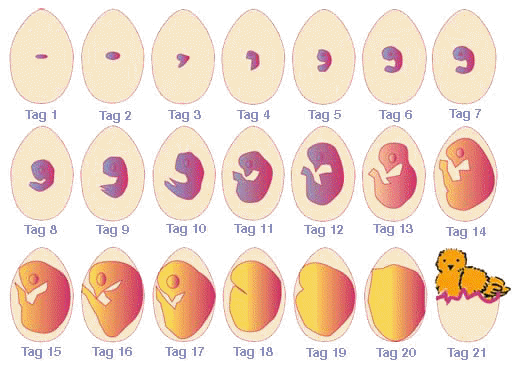 Abb. 11: Überblick die täglichen Änderungen im Gewicht und in der Form des sich entwickelnden Kükenembryos