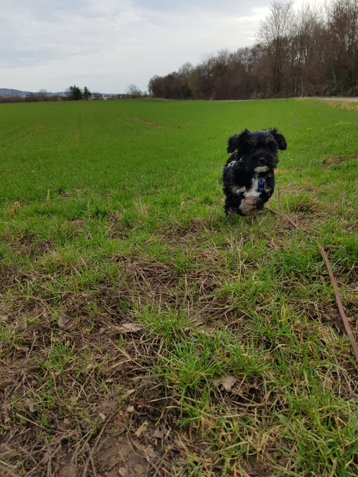 und war auch schon in der Hundeschule