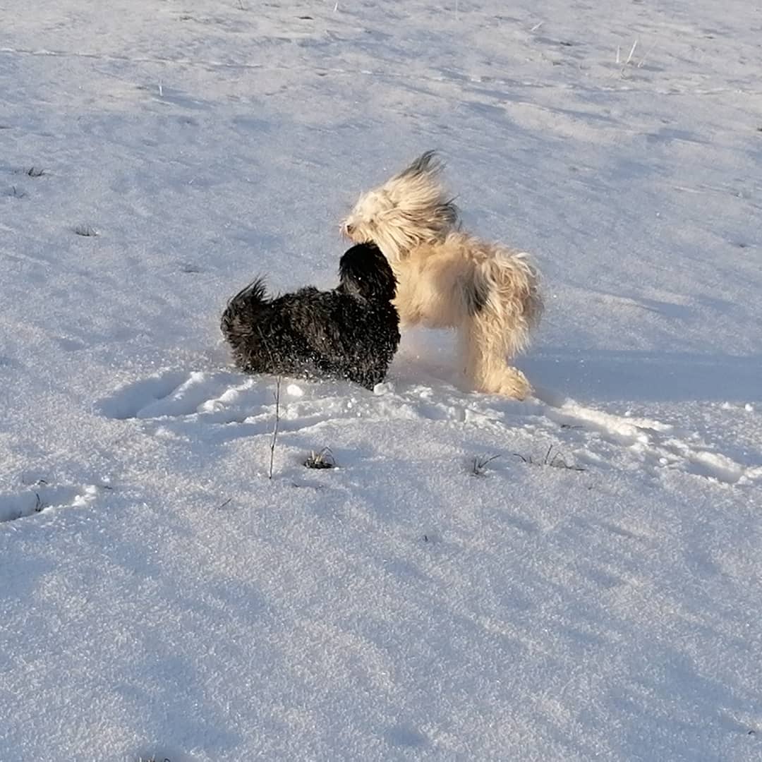 Die Mäuse in ihrem Element