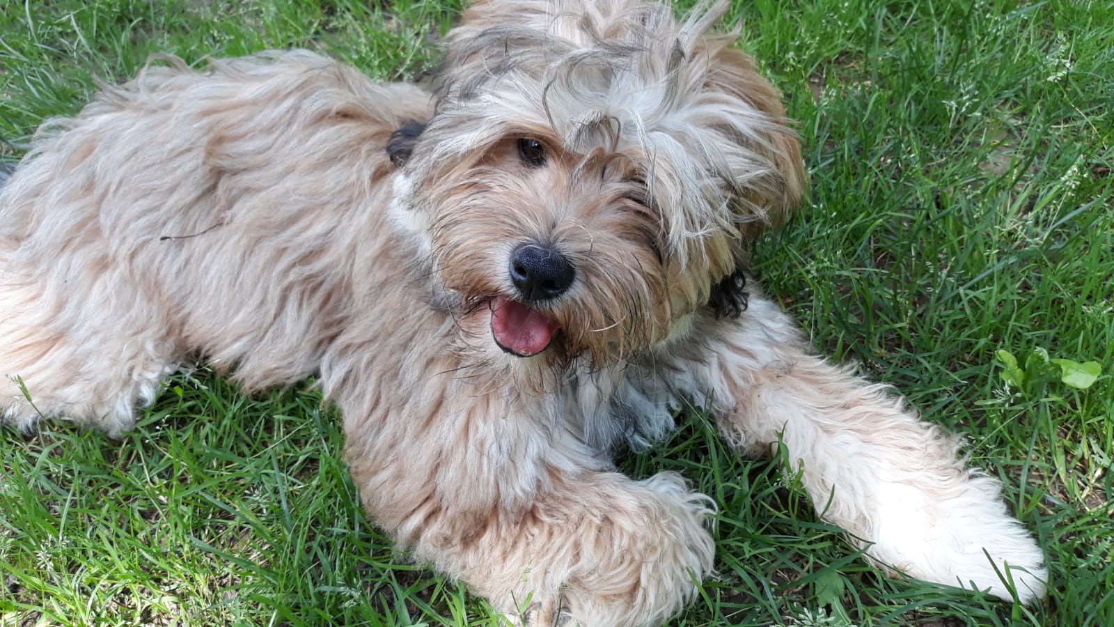 ein lebendiger Teddybär, so knuffig das Köpfchen