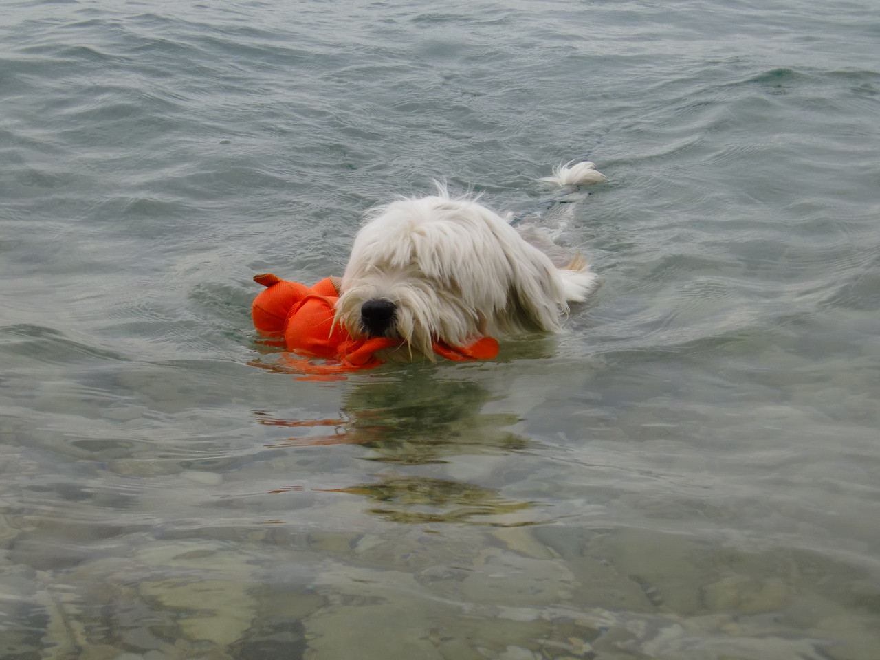 Oskar erobert den Gardasee ;-)