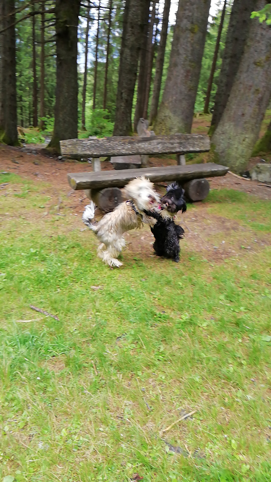 andere Hunde findet er immer noch super