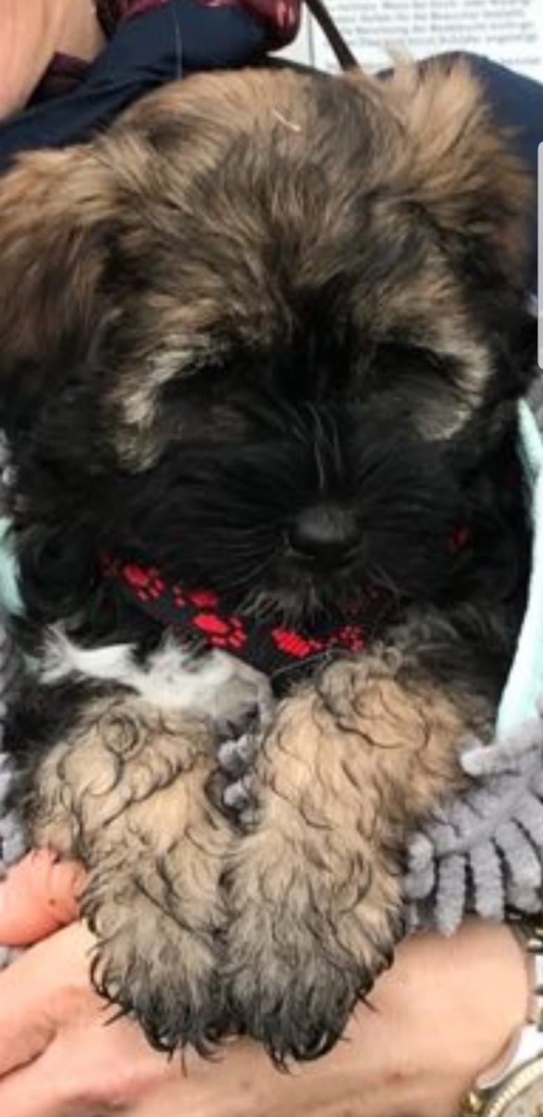 Teddybär