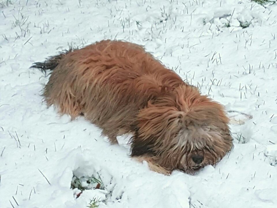 Der erste Schnee, auch für Chico ein toller Spaß