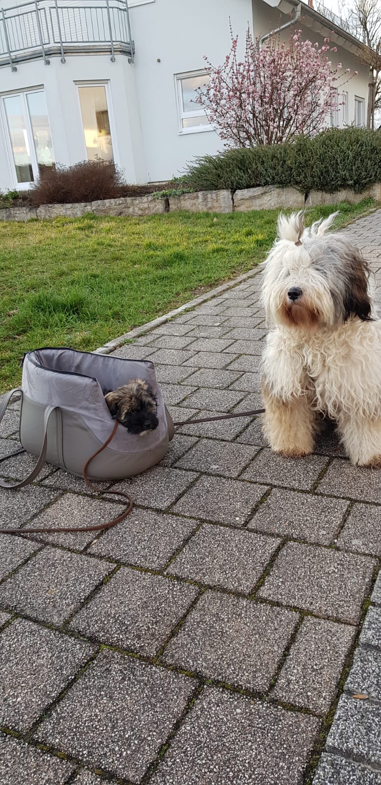 Laila hat ihren Rückzugsort immer dabei :-)