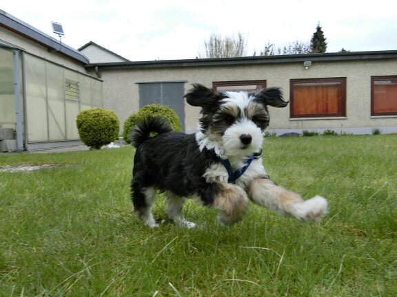 toben und spielen..