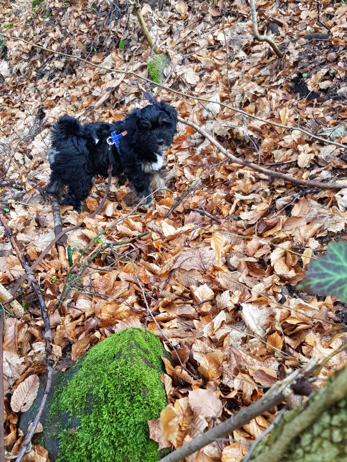Paul Anka hat sich auch gut eingelebt