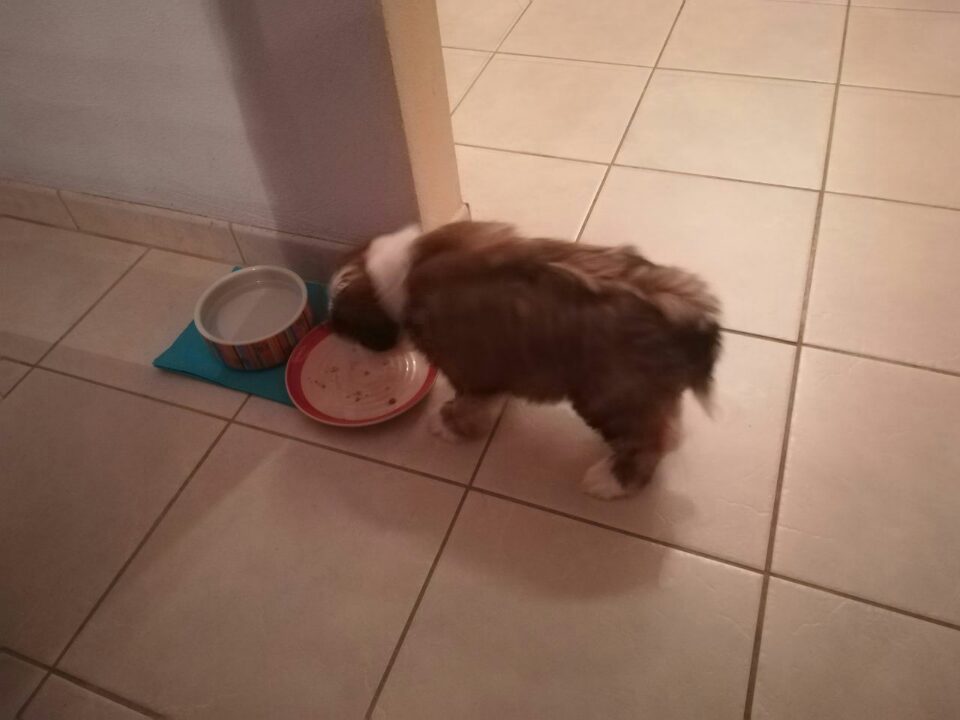 Rani wie ausgehungert bei der Ankunft