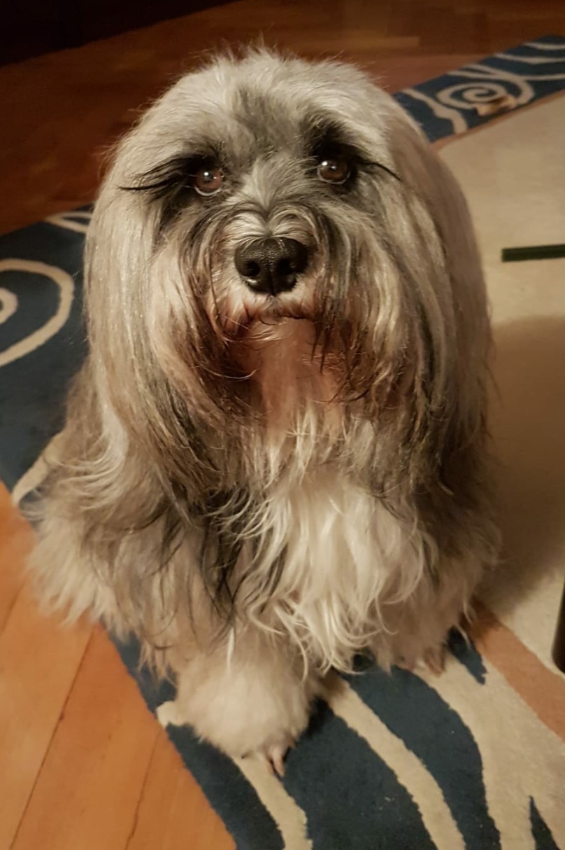so sieht sie inzwischen aus, tolle Augen und schönes Haar