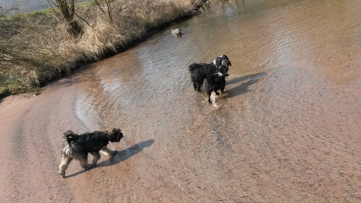 die Hunde lieben es an der Bucht zu spielen