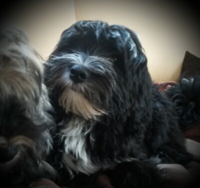 unser Wachhund Milow 