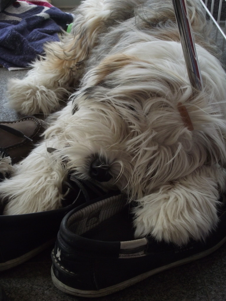 Teddybär Bandhu im Urlaub