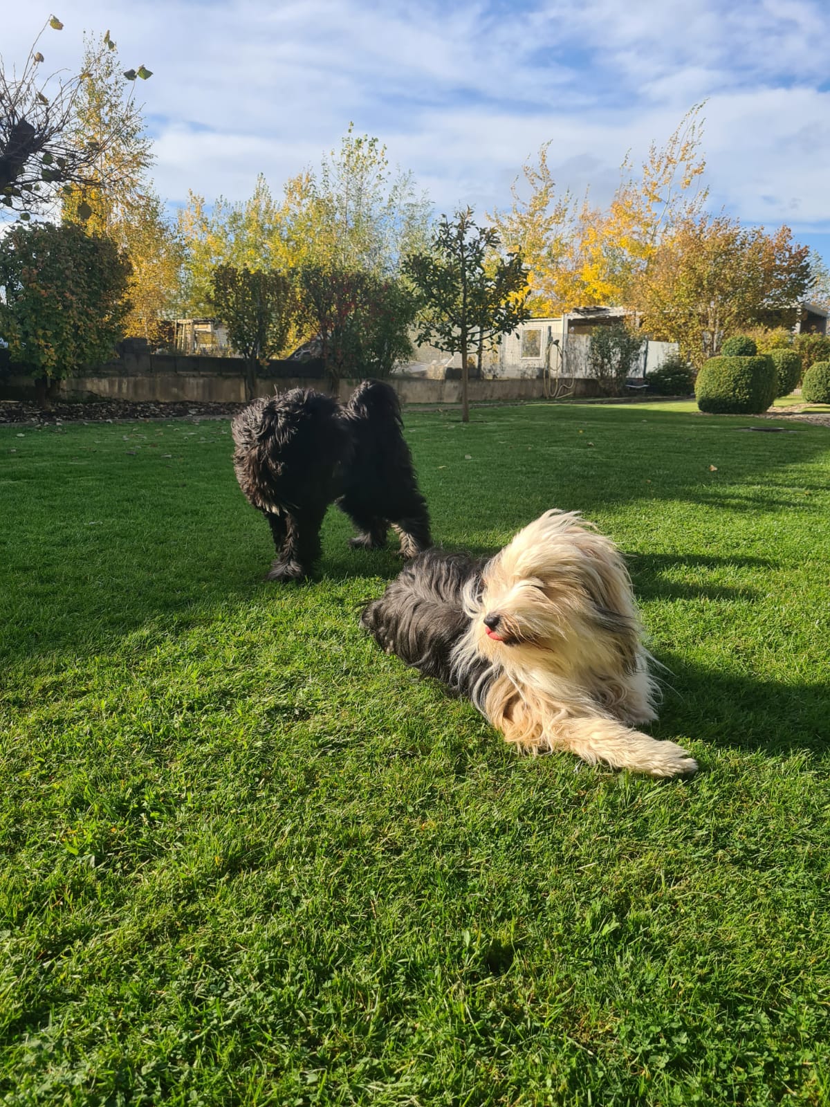 Toben und spielen das Liebste