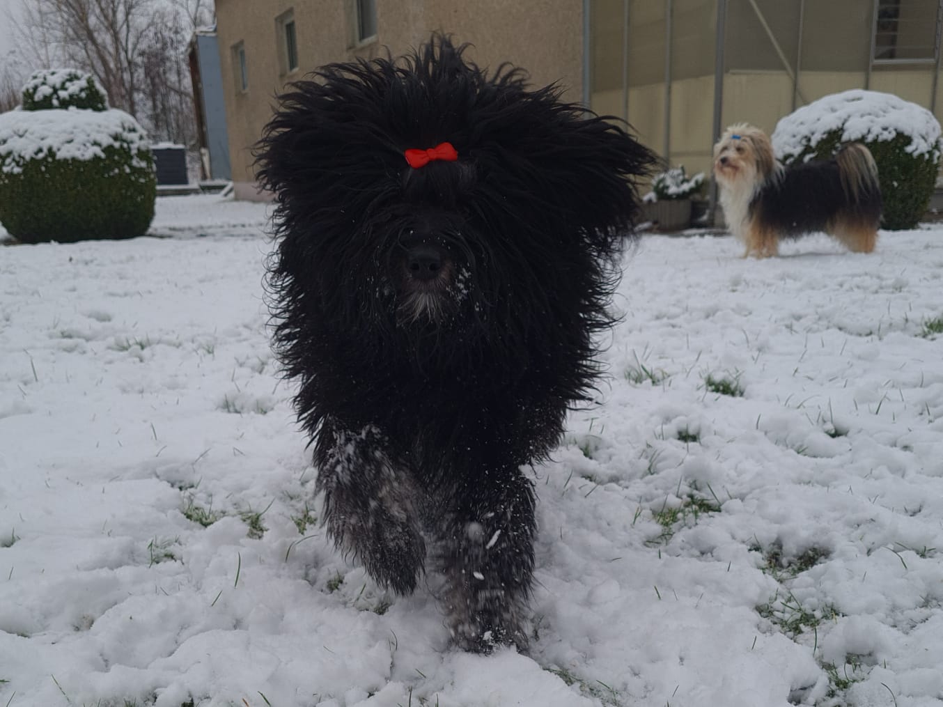 endlich Schnee...