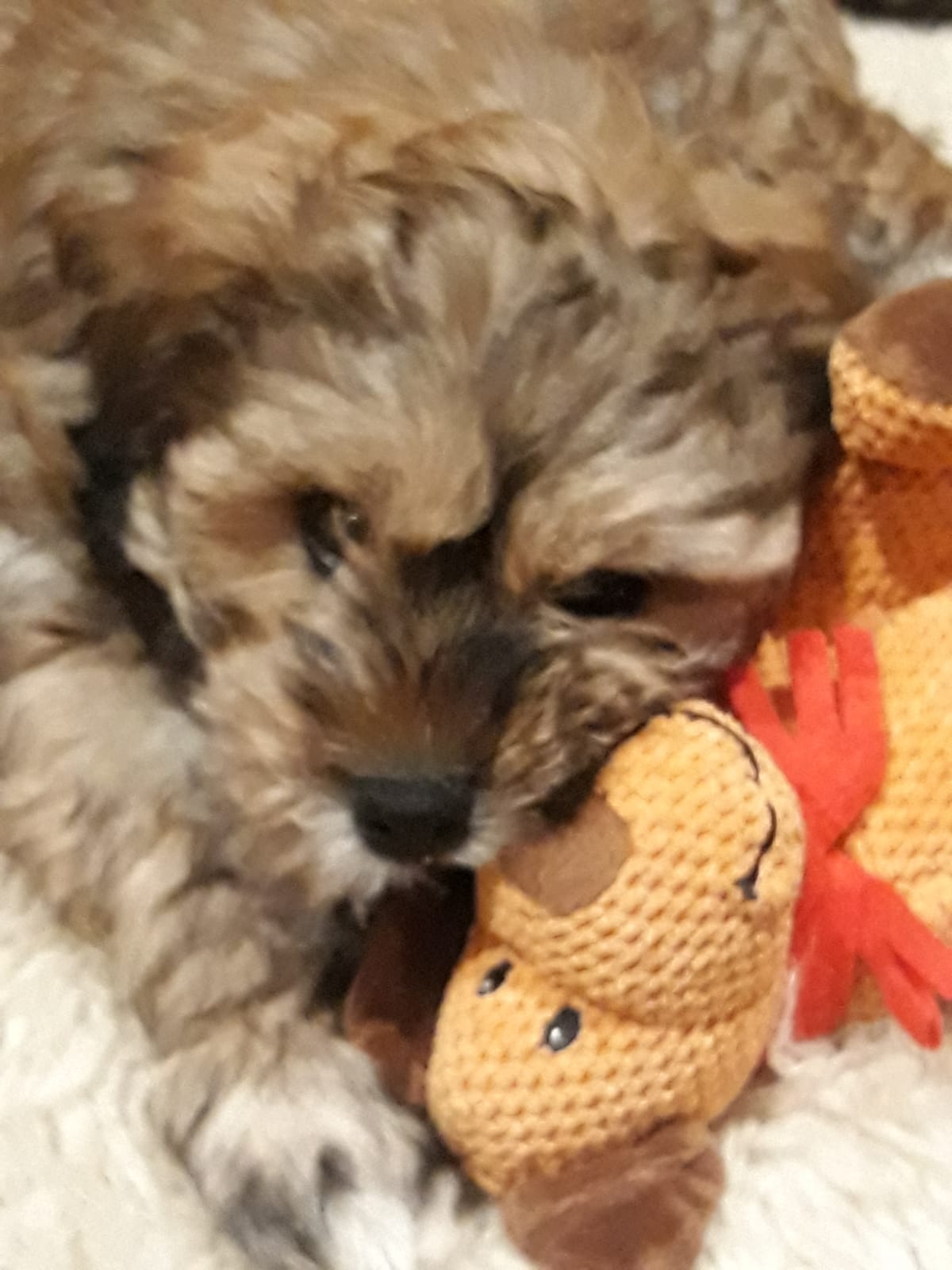 sein Teddybär, bisschen Heimatduft brauch man einfach noch..