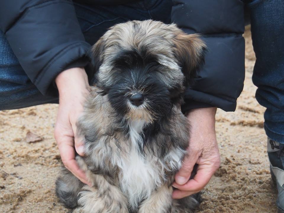 Charly in der Hundeschule