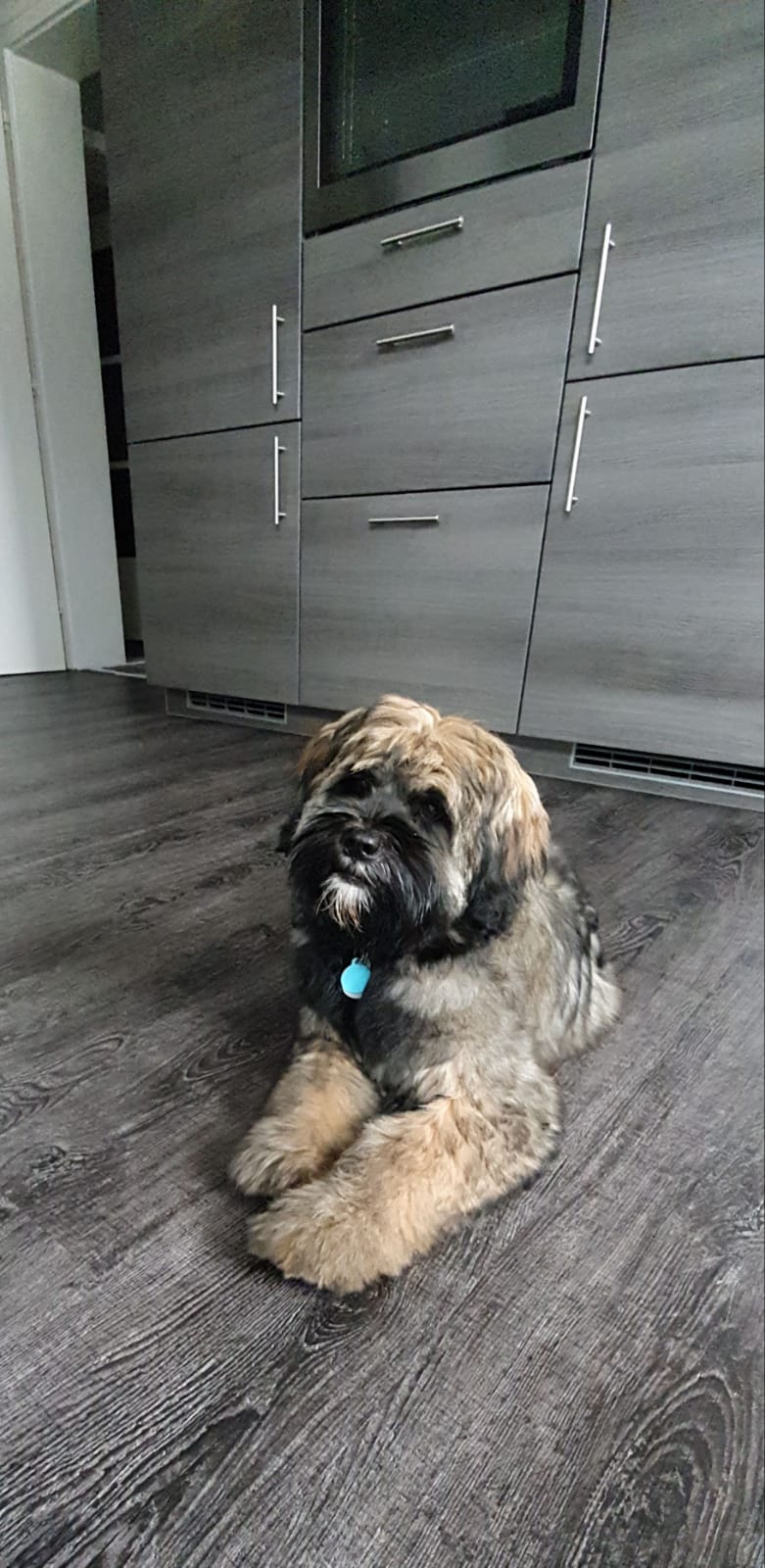 unser hübscher Tibibär