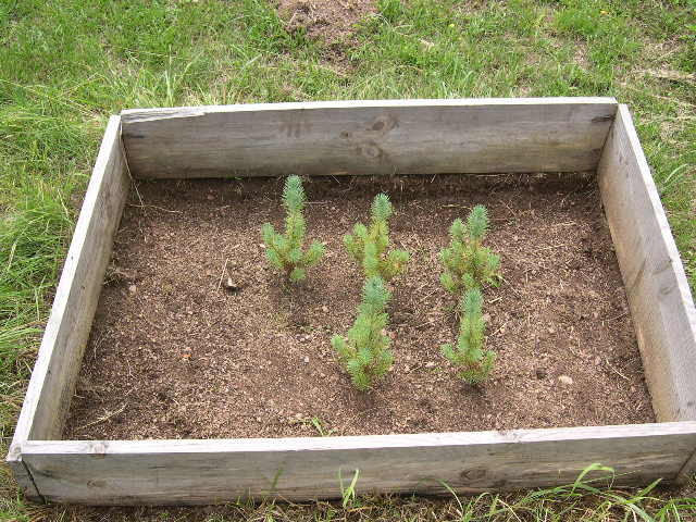 Pinus pinea Freilandpalmen.ch und für