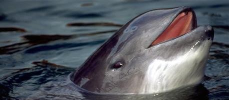 Was gibt’s denn da zu lachen? Mit ihrem scheinbar fröhlichen Gesicht sehen die kleinen Wale fast sorglos aus. Foto:dpa