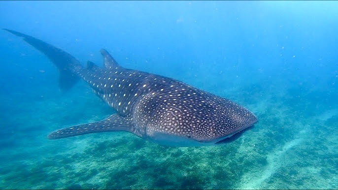 Auf den Malediven hat man die Möglichkeit mit Walhaien zu schwimmen. Diese sanften Riesen schwimmen auch im seichten Wasser und kommen ganz nah, eine wunderschöne Begegnung. Siehe auch nachfolgenden Kurzfilm.